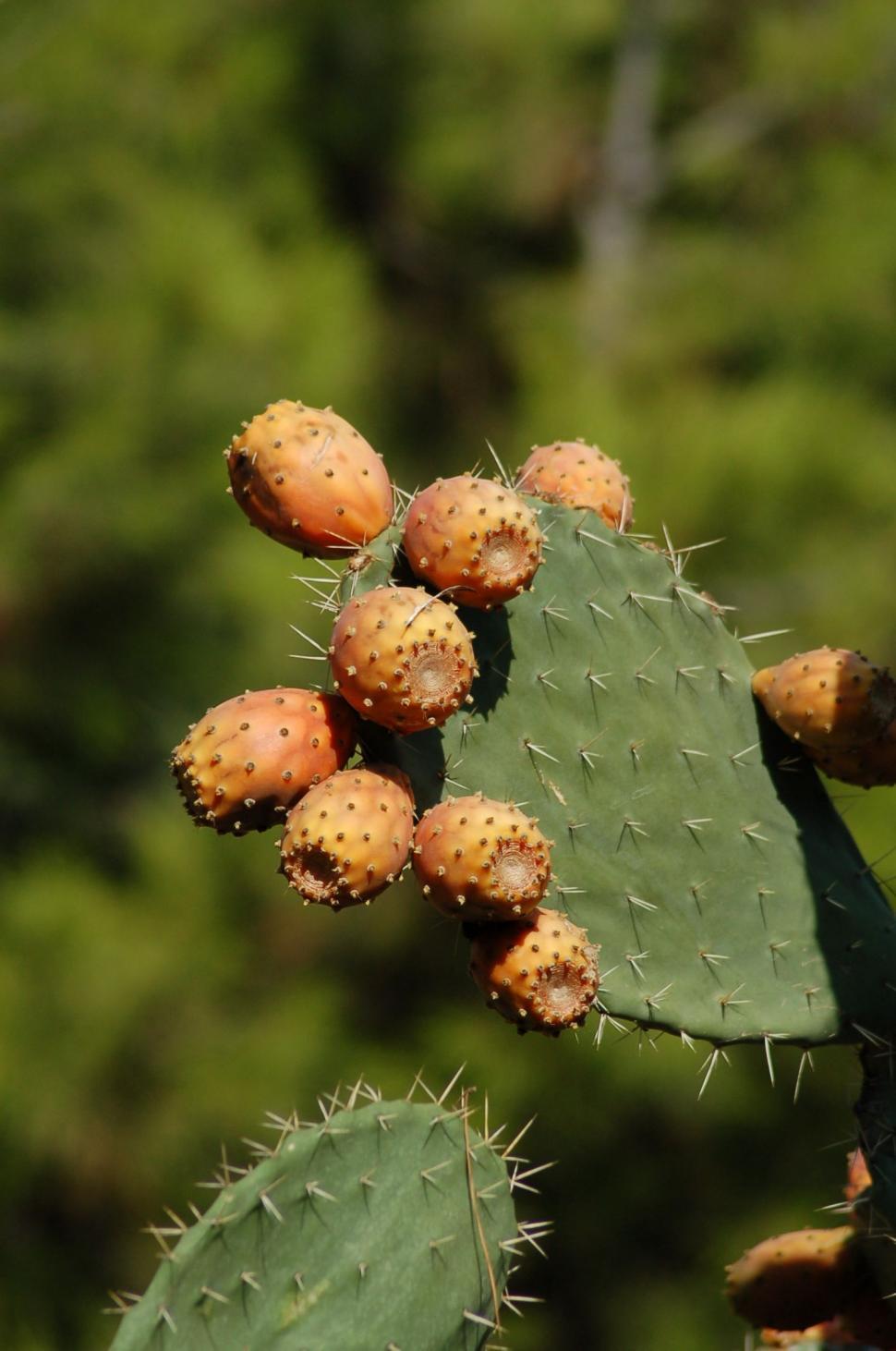 Free Image of Prickly pear cactus  