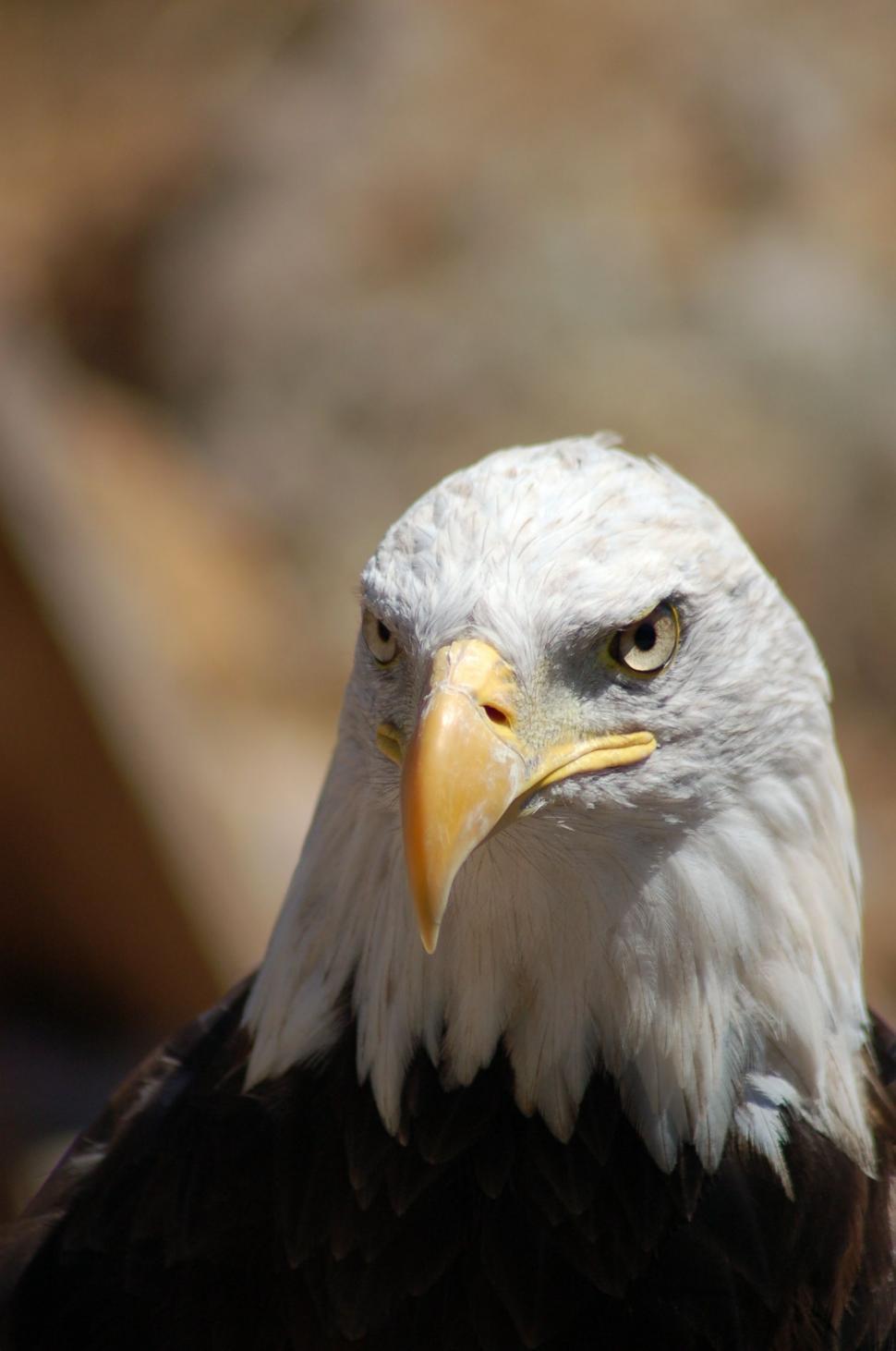 Free Image of Bald eagle 