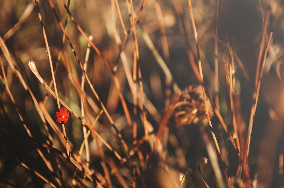 Free Image of Ladybird on grass  