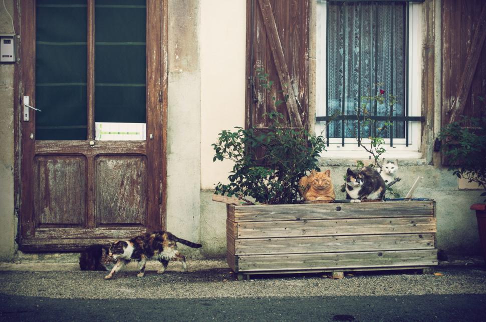 Free Image of Cats roaming outside a house  