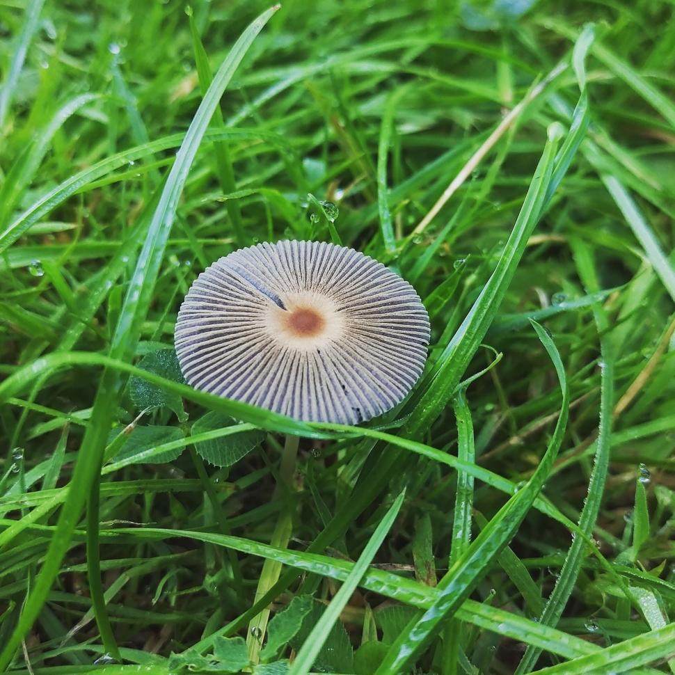 Free Image of Mushroom in the forest  