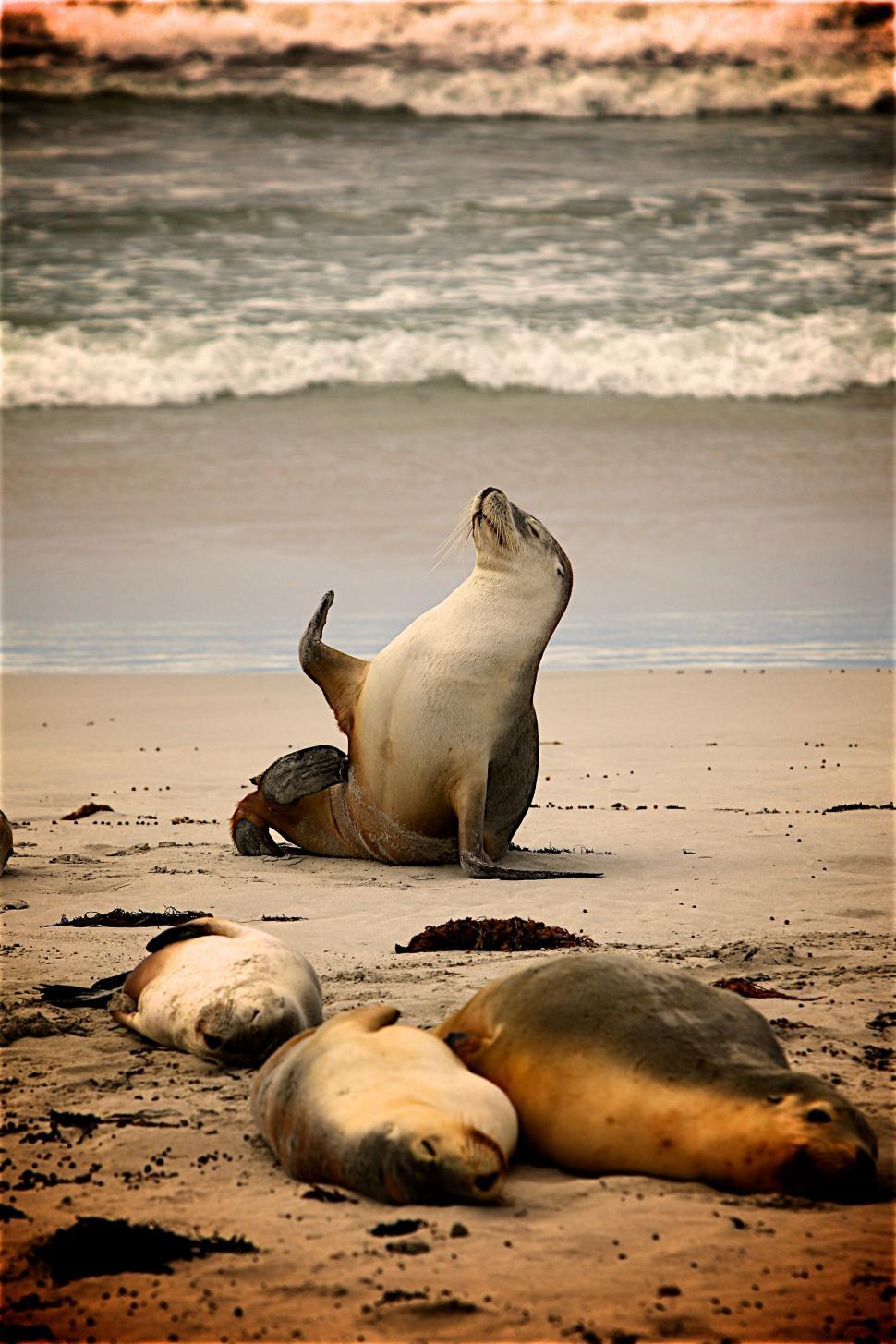 Free Image of Group of seals (animal)  