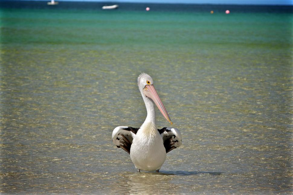 Free Image of The great white pelican in water  