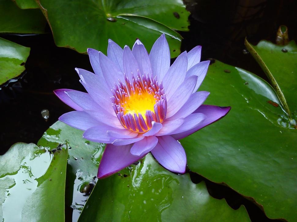 Free Image of Close up of water lily  