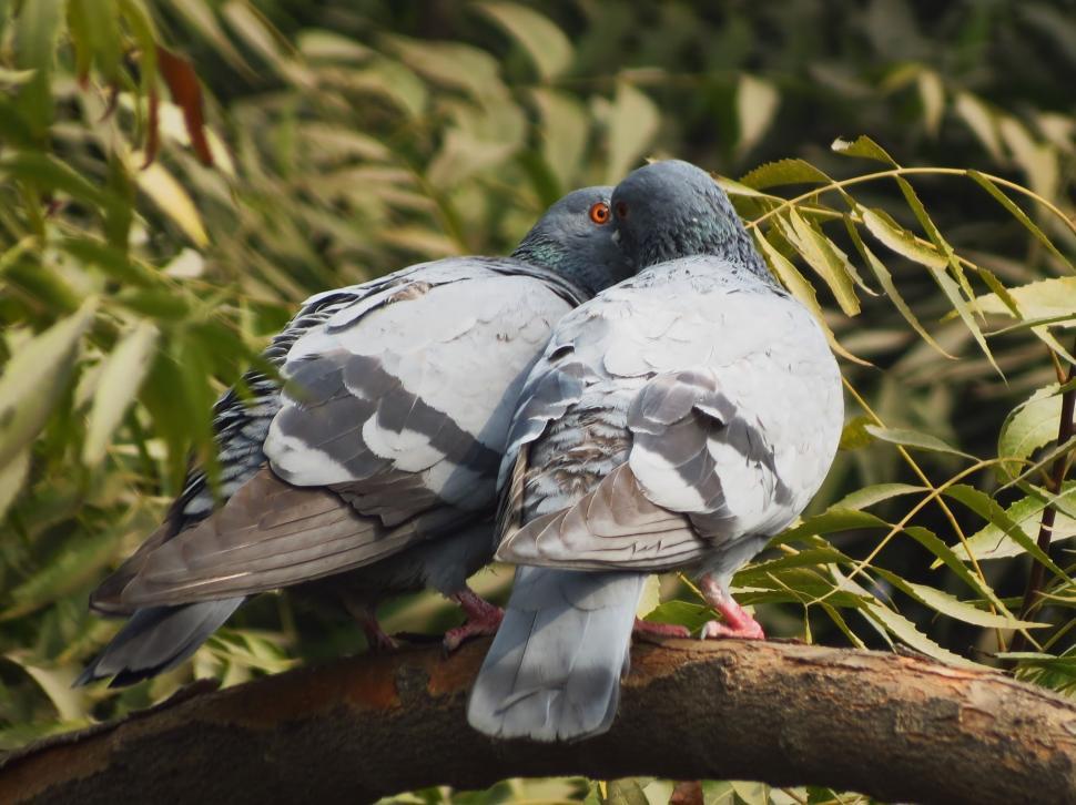 Free Image of Two pigeons - Lovebirds  