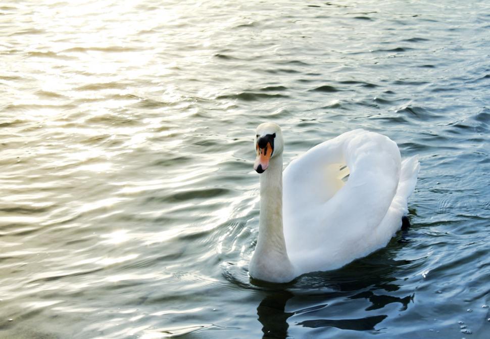 Free Image of White swan in Water  