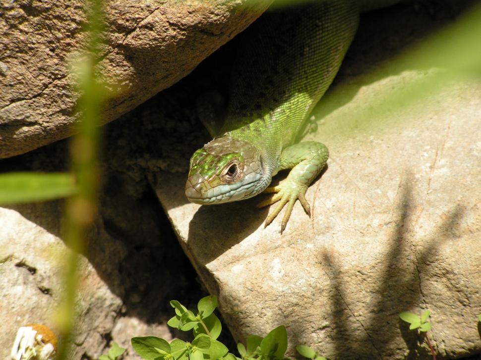 Free Image of Green Lizard - Eye Contact  