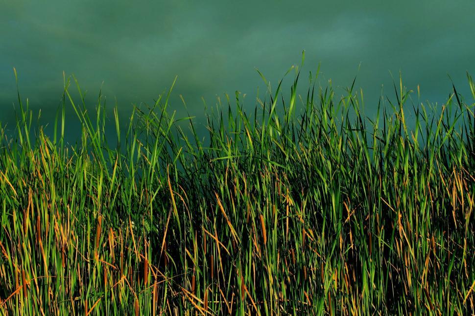 Free Image of Reeds on the Lake  