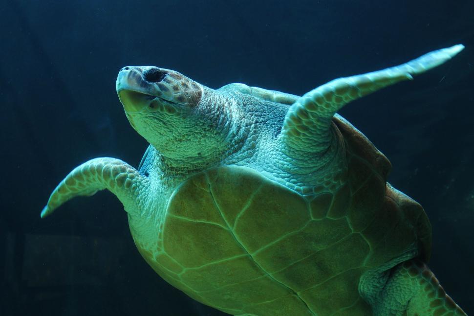 Free Image of Underwater Sea Turtle  