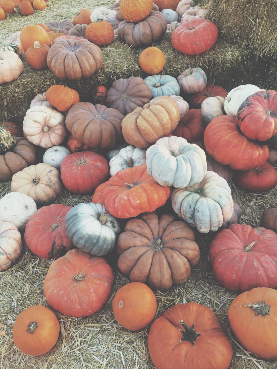Free Image of Assorted Pumpkins 