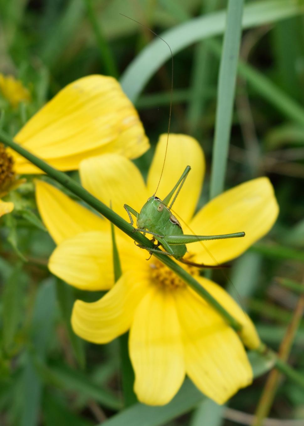 Free Image of Green Grasshopper 