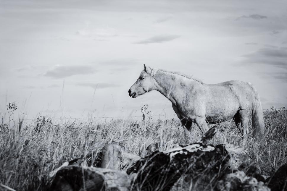 Free Image of Horse in ranch 