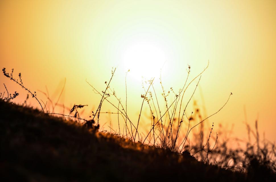 Free Image of Sun and Meadow  