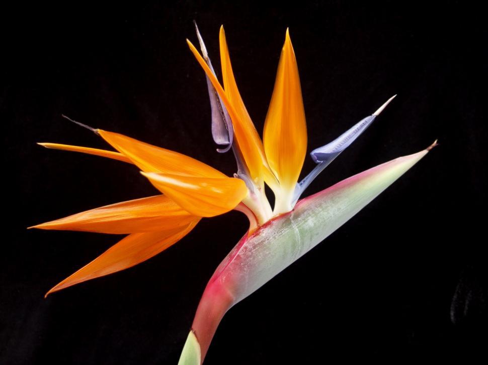 Free Image of Bird of paradise flower 