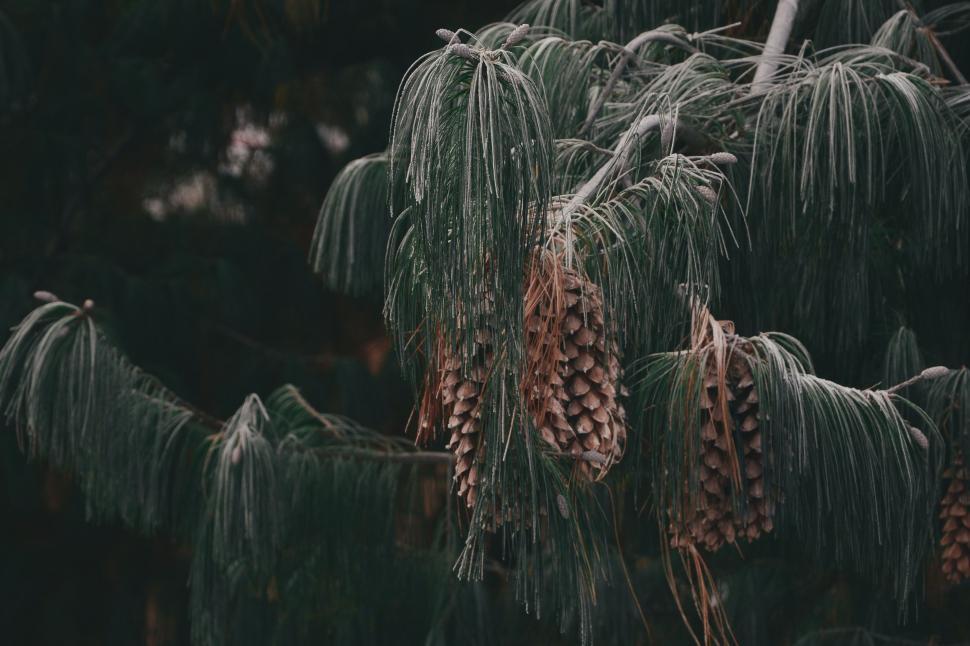 Free Image of Pine Tree Branches  