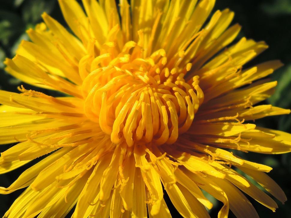 Free Image of Yellow Flower  
