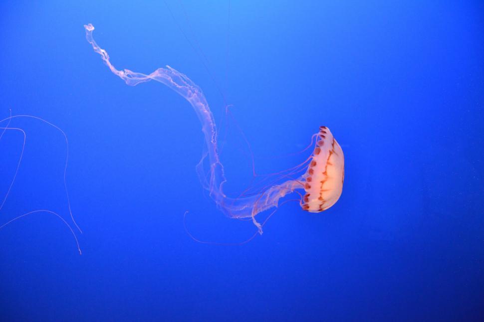Free Image of One Jellyfish in water  