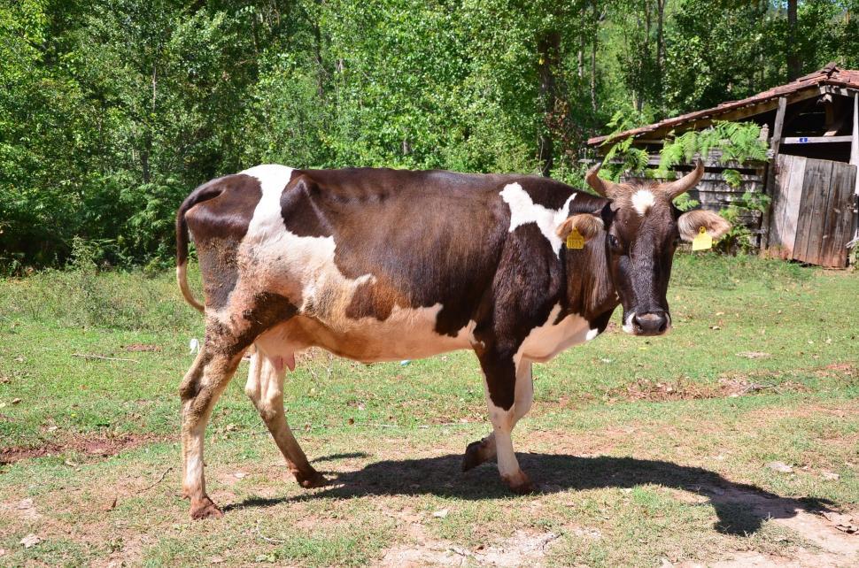 Free Image of Cow in Village  