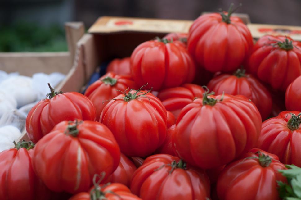 Free Image of Red tomatoes 