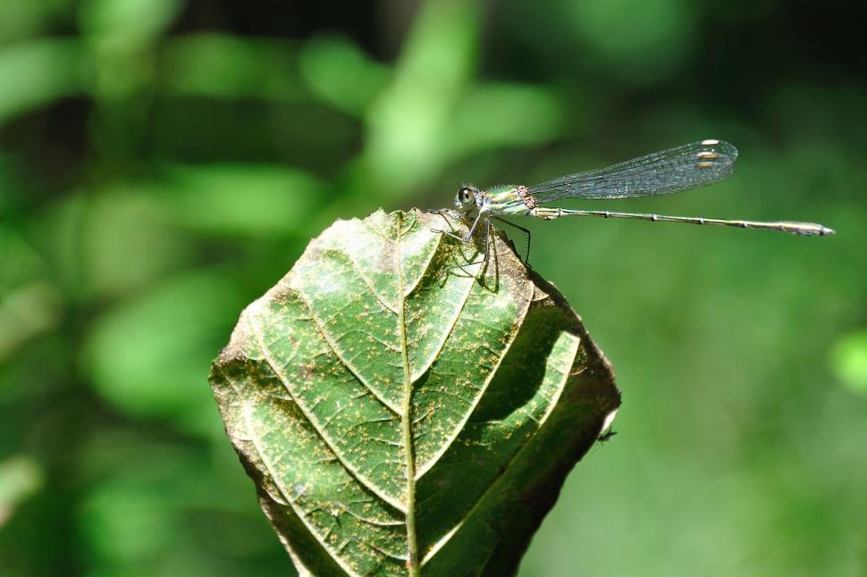 Free Image of Dragonfly sitting on leaf  