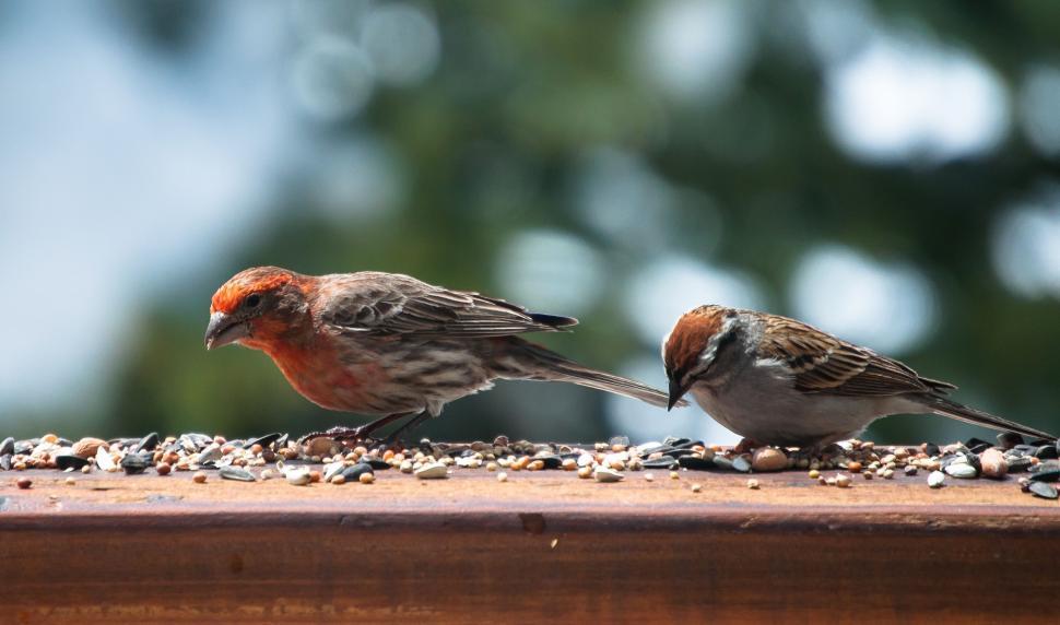Free Image of Two House finch birds  