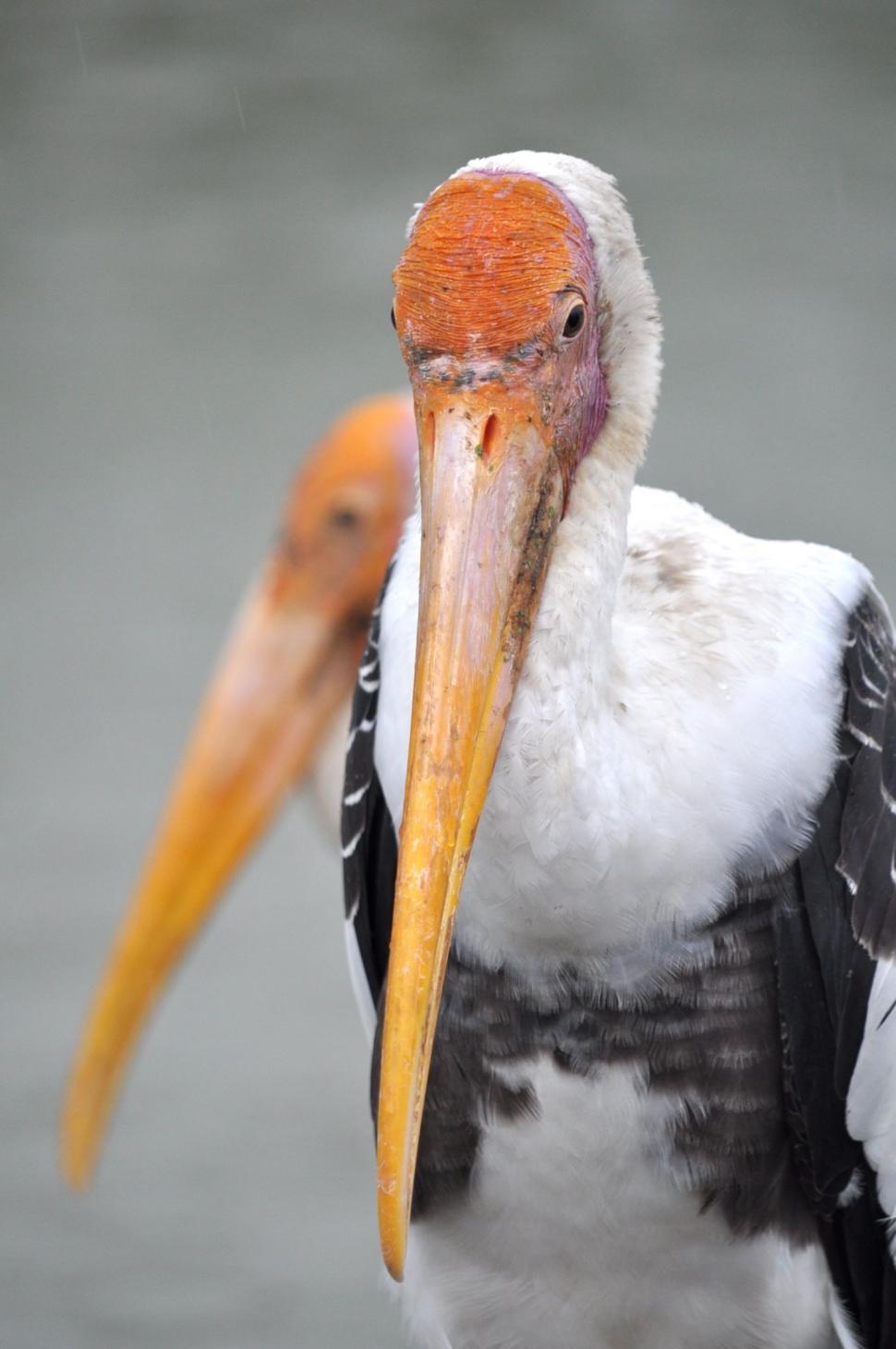 Free Image of Milky Stork - Eye Contact  