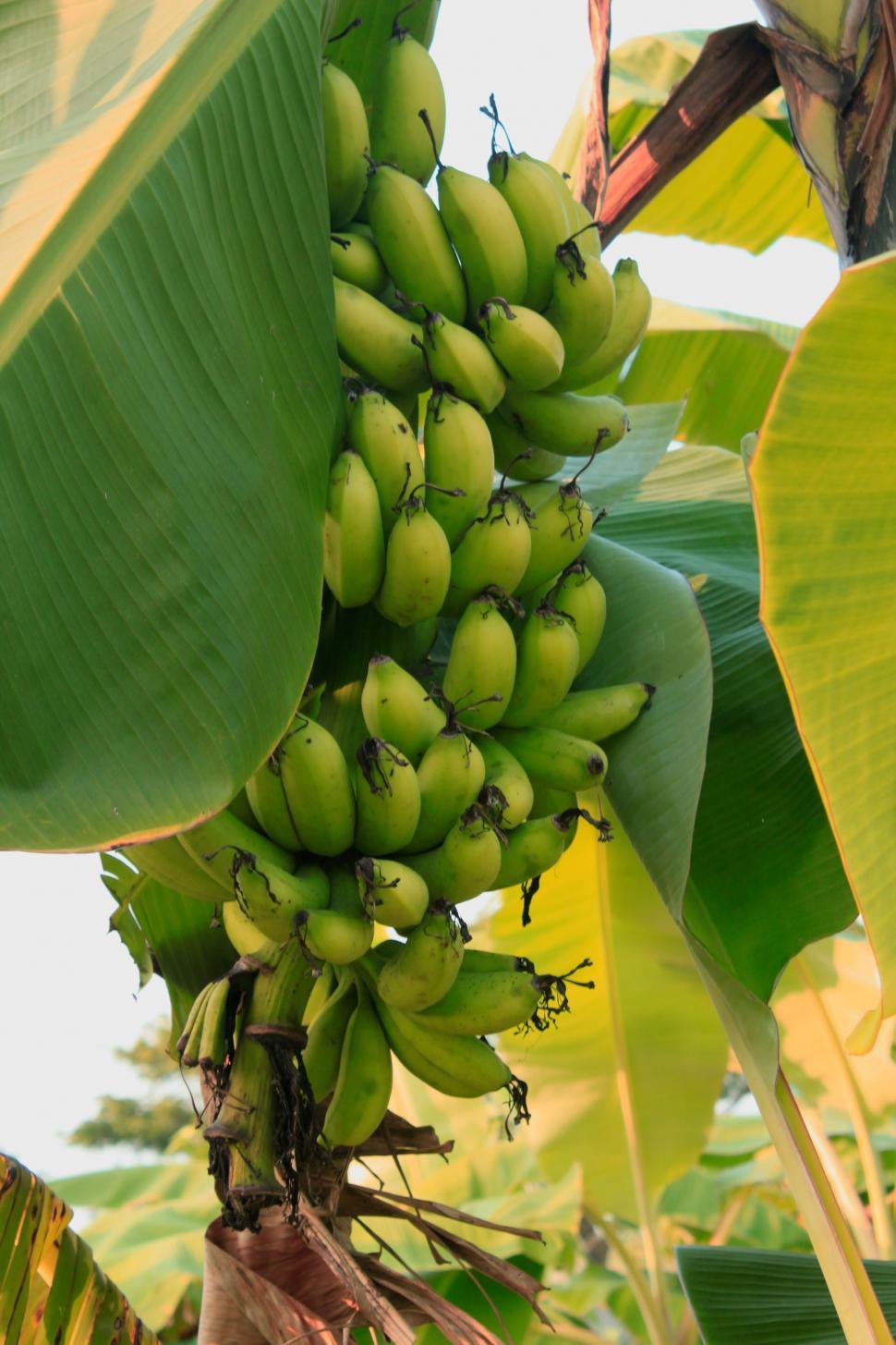 Free Image of Banana tree 