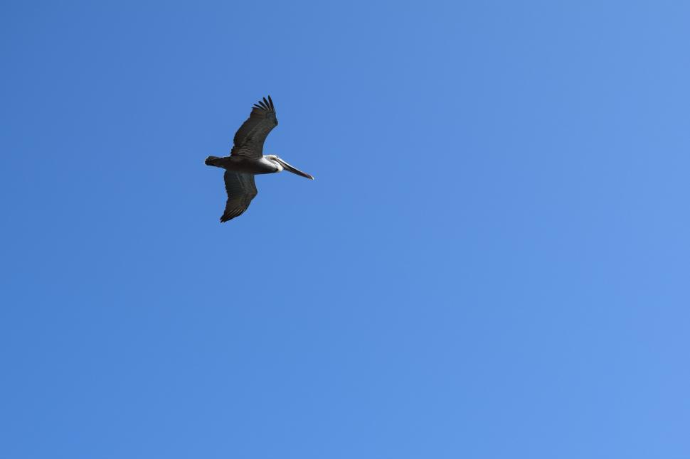 Free Image of Pelican in Flight  