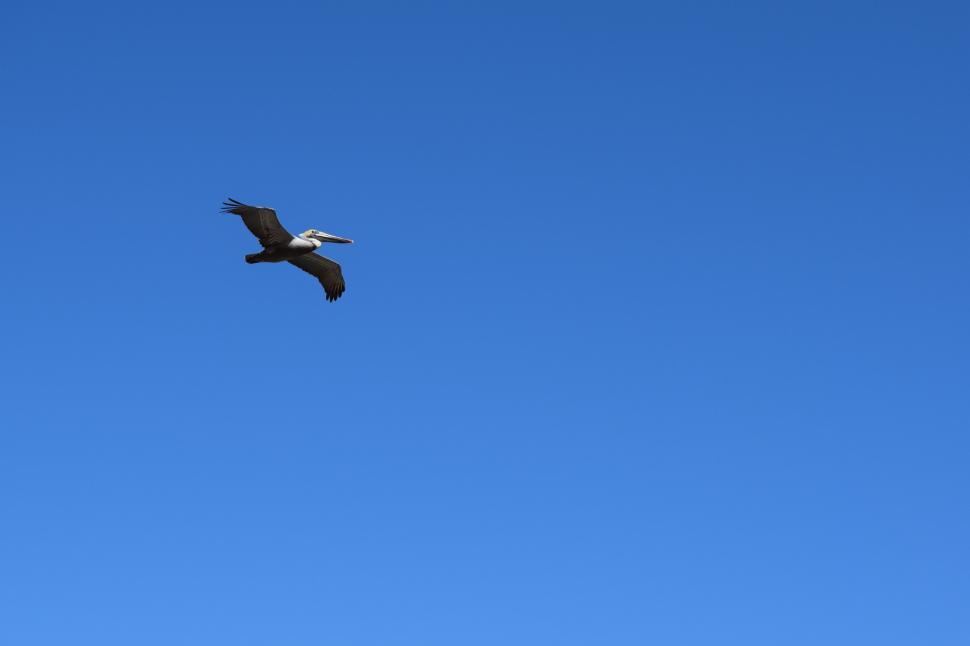Free Image of One Pelican  