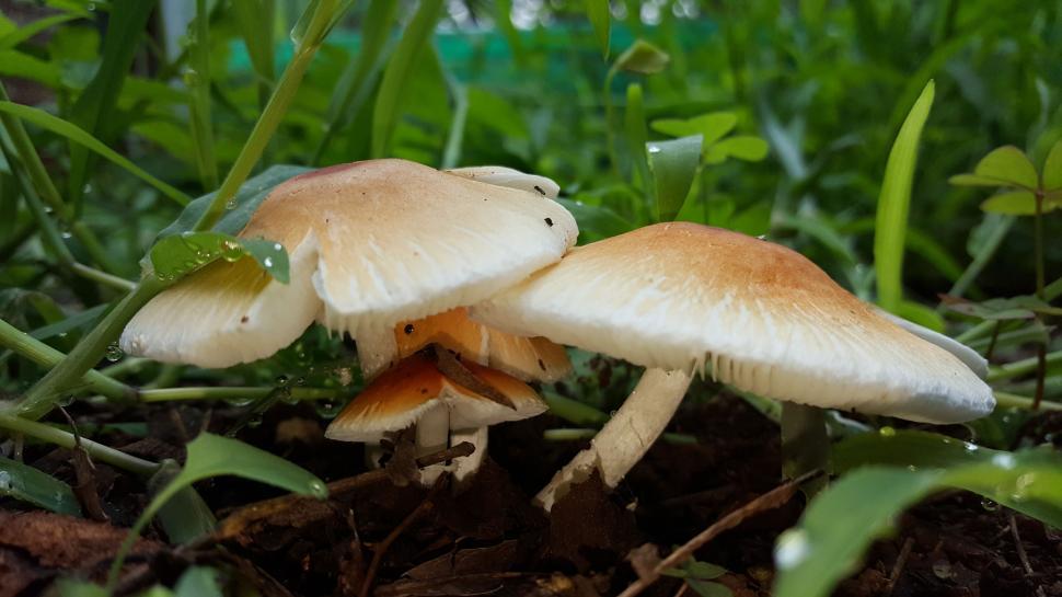 Free Image of Boletus (mushroom) 
