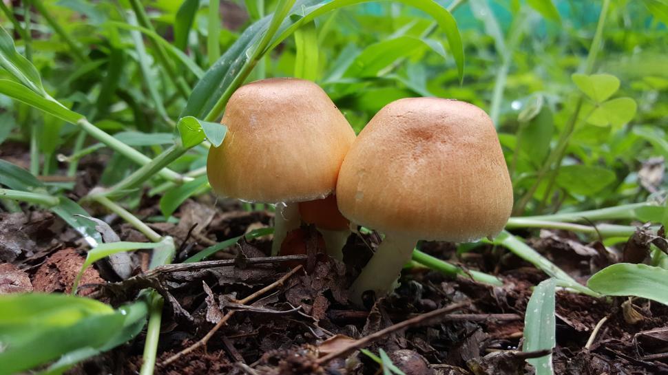 Free Image of Mushrooms 