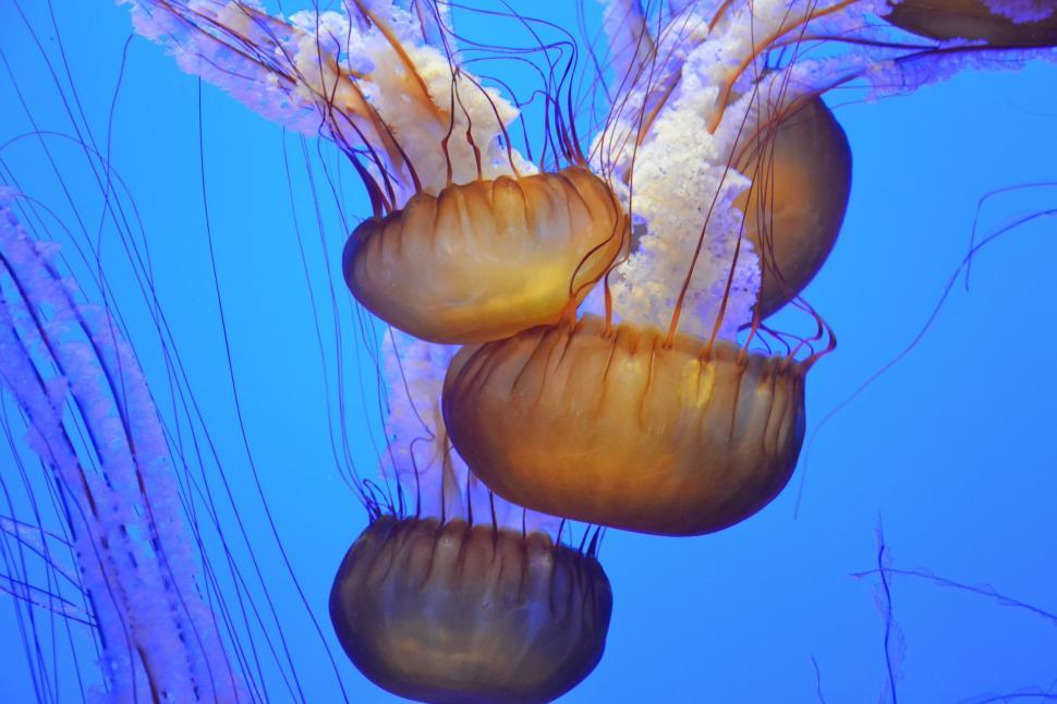 Free Image of Sea jellies 