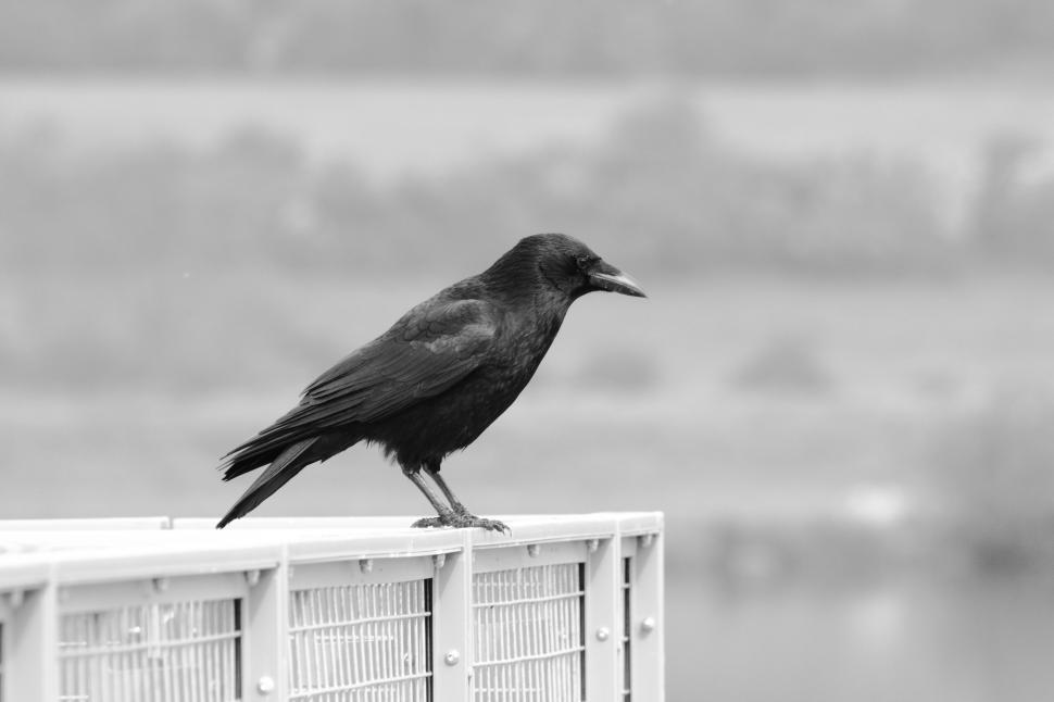 Free Image of One Crow - Side View  