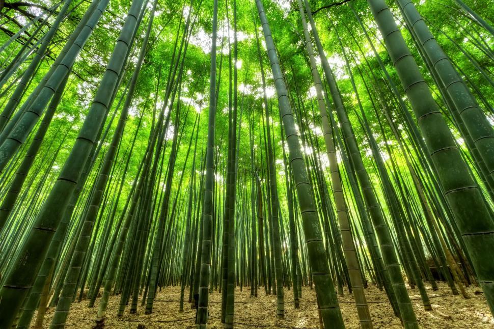 Free Image of Low Angle View of Bamboo Trees 