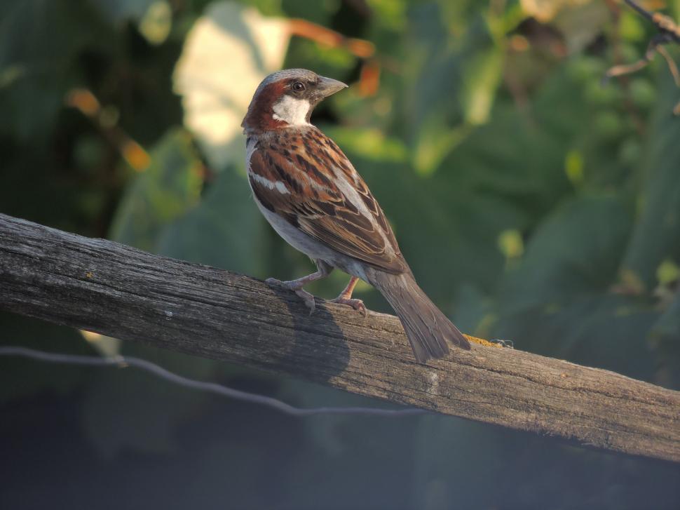 Free Image of Old World sparrow 
