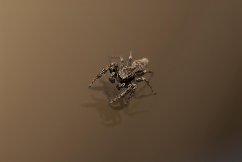 Free Image of Arachnophobia spider 