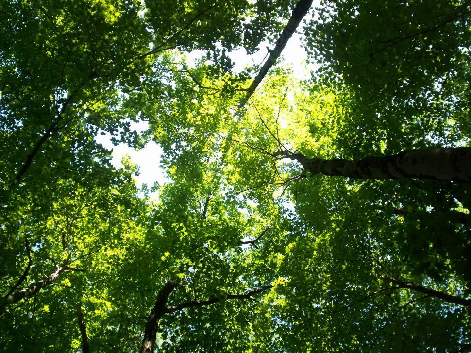 Free Image of Gazing Up Into the Canopy of a Lush Green Forest 