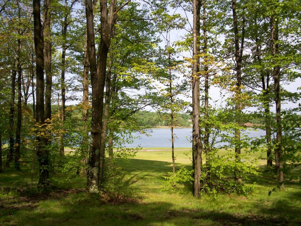 Free Image of Lake in the Woods 