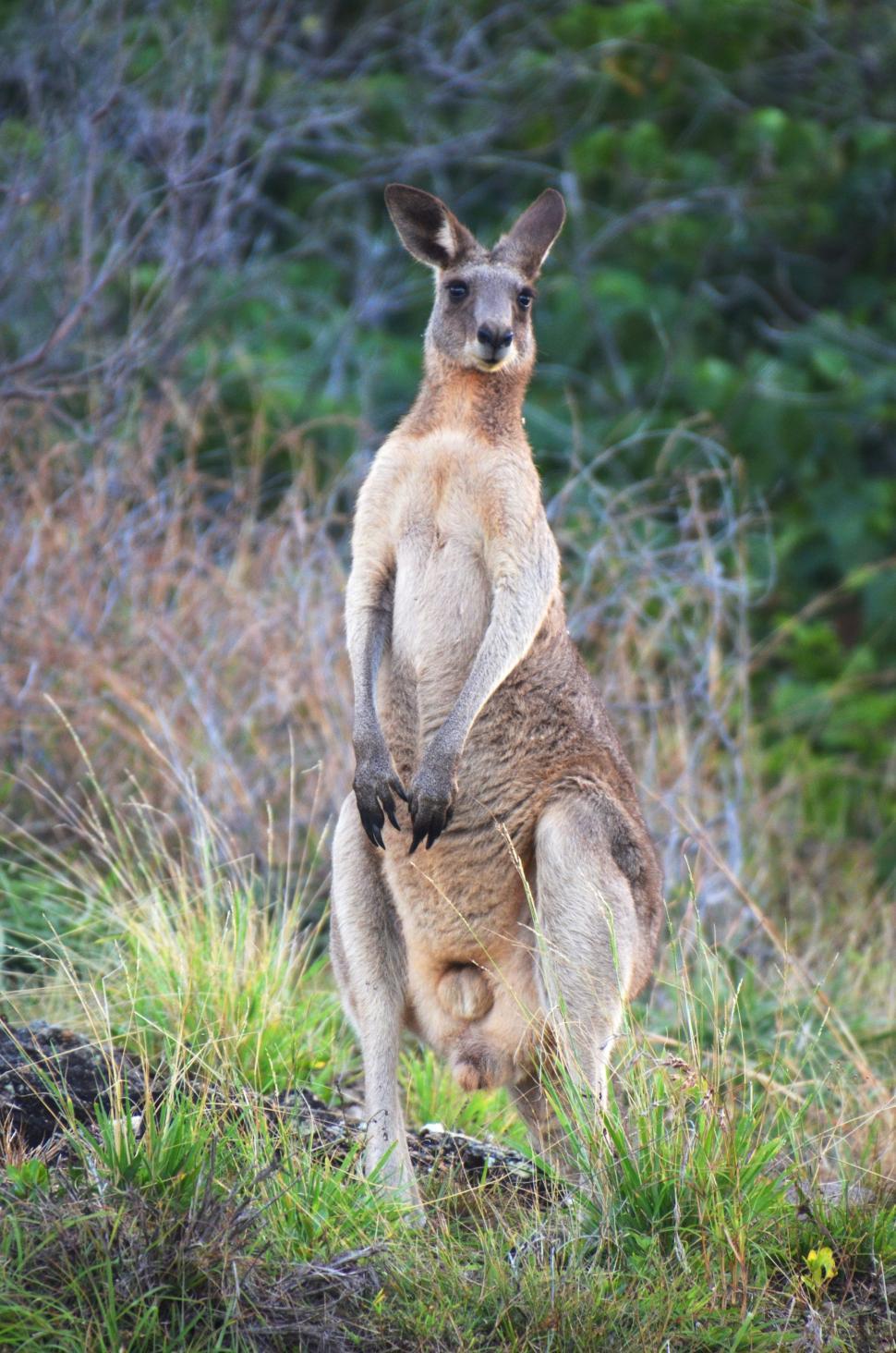 Free Image of Standing Kangaroo  