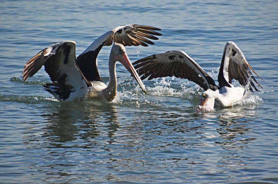 Free Image of Two Pelicans in water  