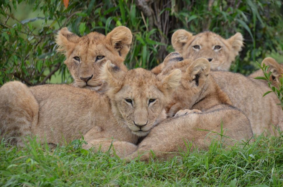 Free Image of Lion Family - Eye Contact  