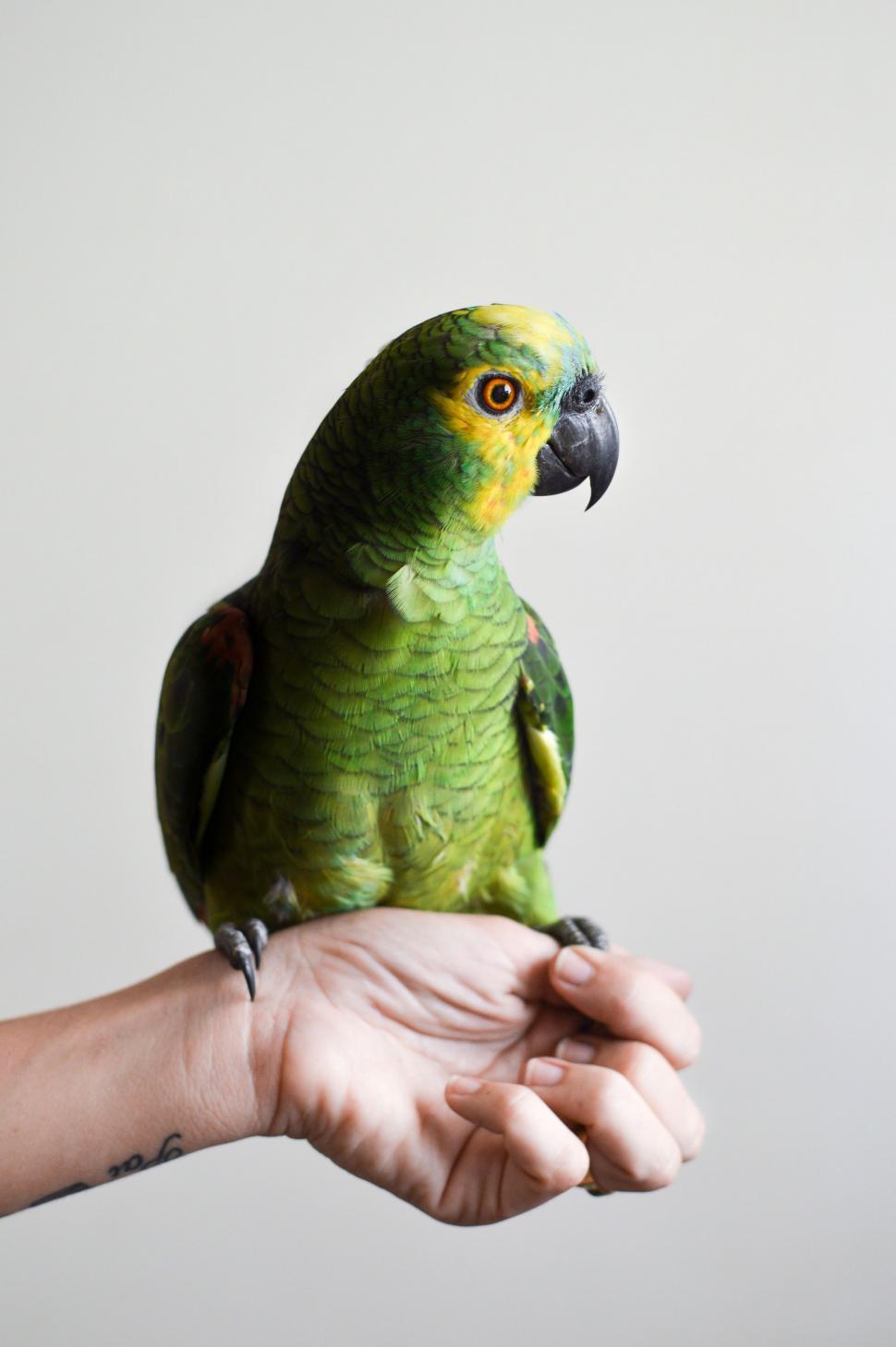 Free Image of Parrot on hand  