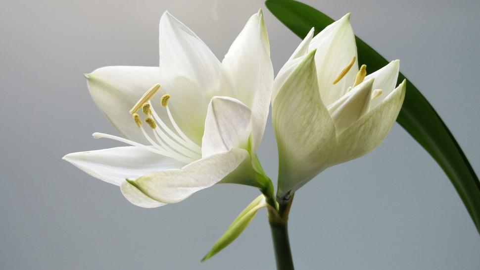 Free Image of White Flower  