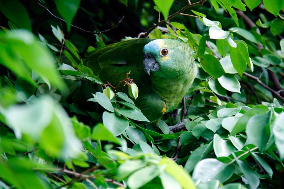 Free Image of Parrot hiding inside green leaves 