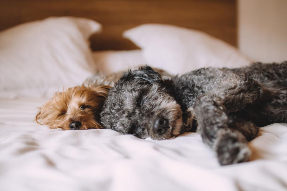 Free Image of Dogs on Bed  