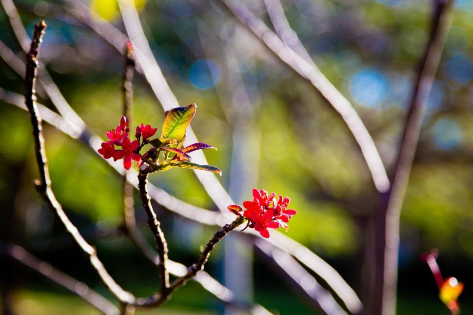 Free Image of Red flowers branches 