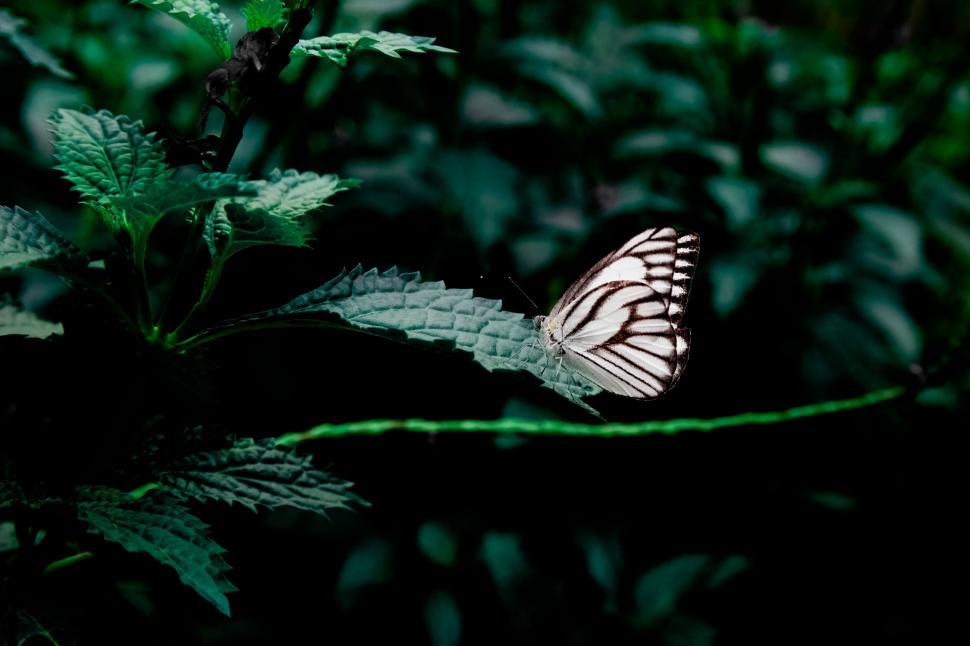 Free Image of Butterfly on Leaves  