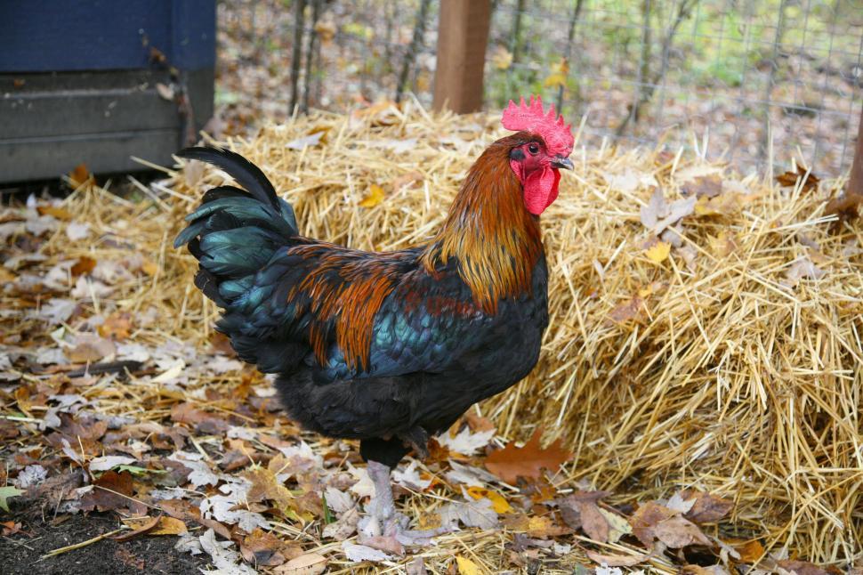 Free Image of Rooster in field 