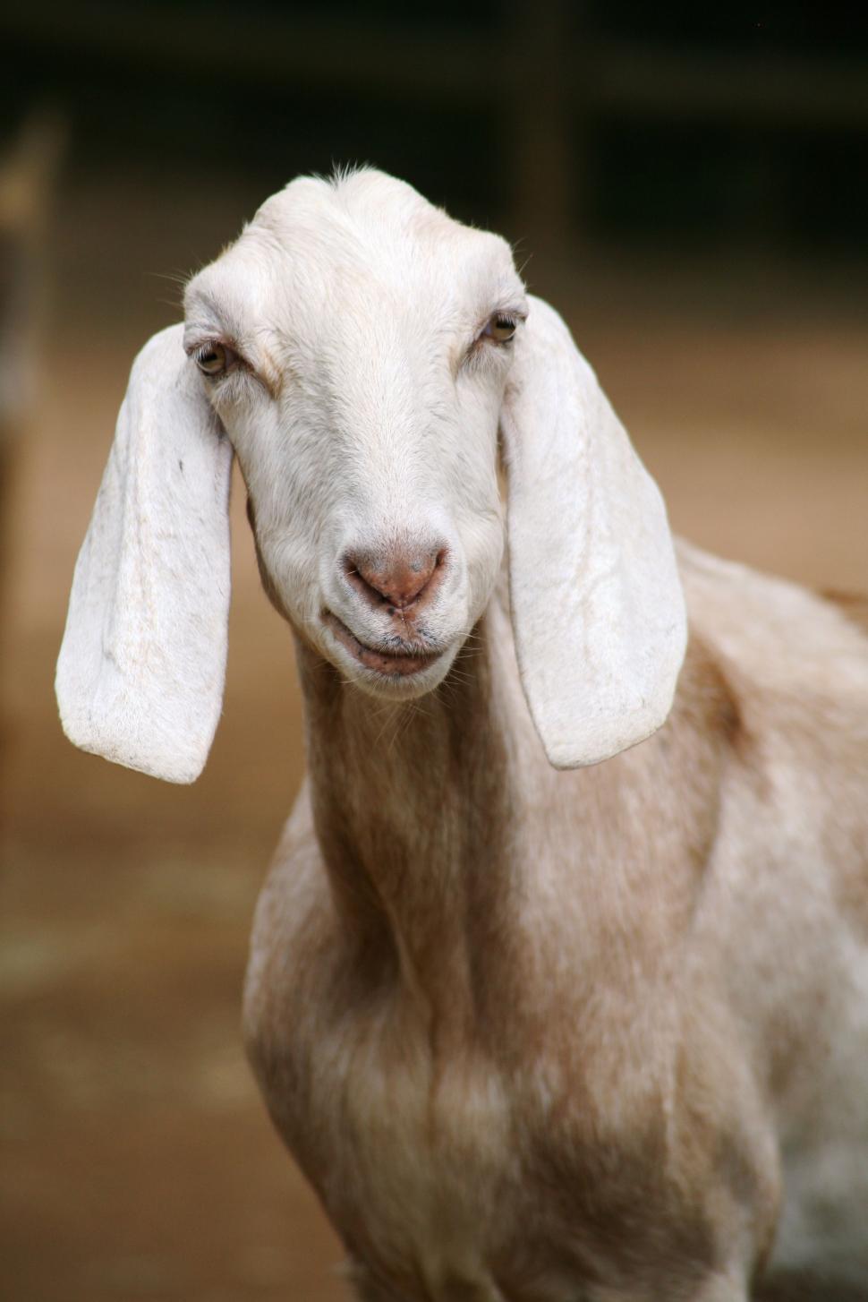 Free Image of Domesticated Goat  