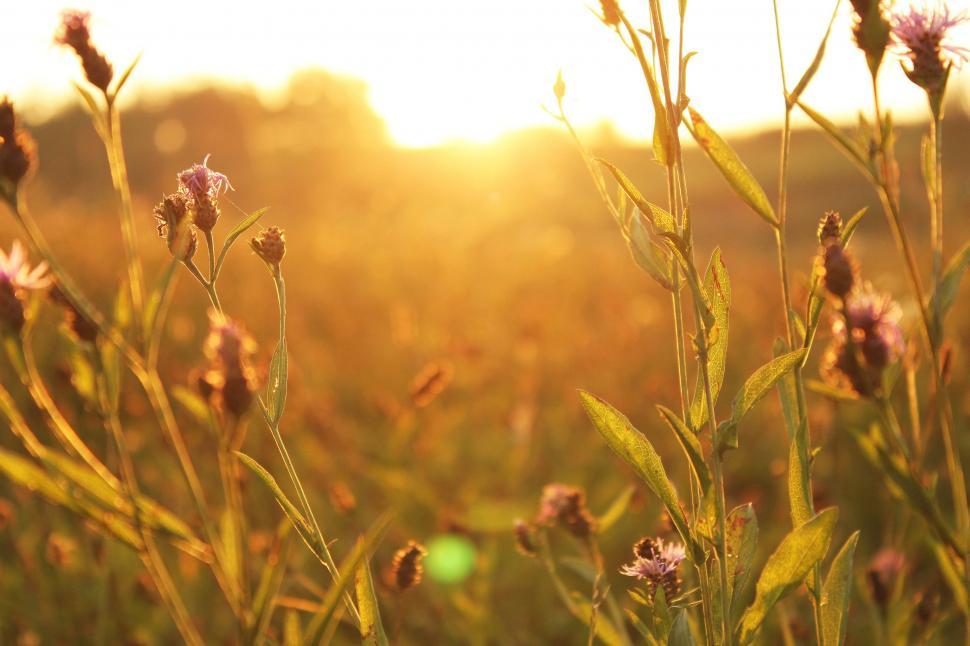 Free Image of Sunrise in the Cornflowers field  